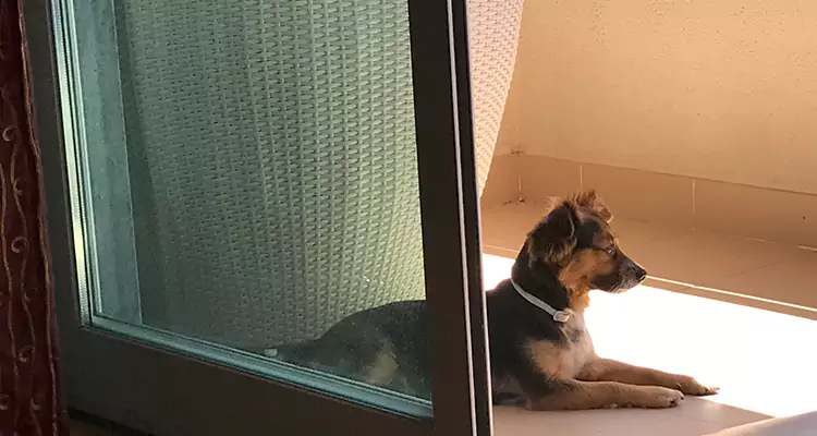 French Door Pet Screen Repair in Edgewater, FL